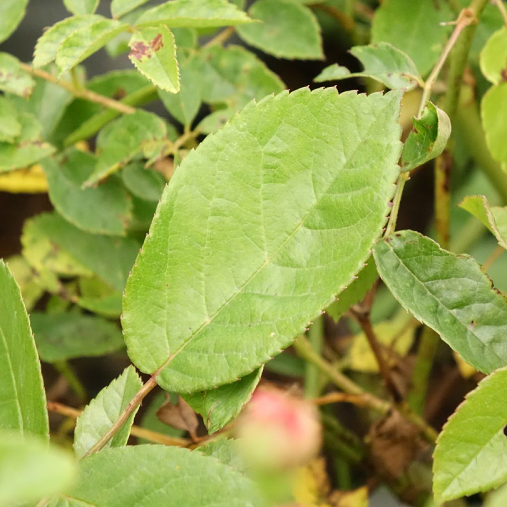 Vanha ruusu Cornélia
