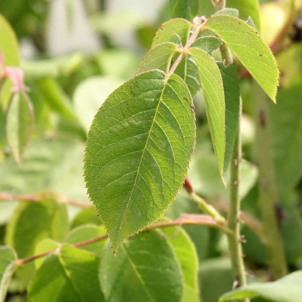 Vanha ruusu Fantin Latour