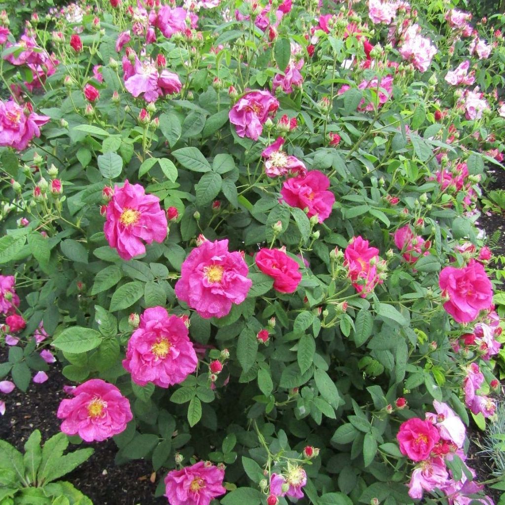 Vanha ruusu Officinalis luomu