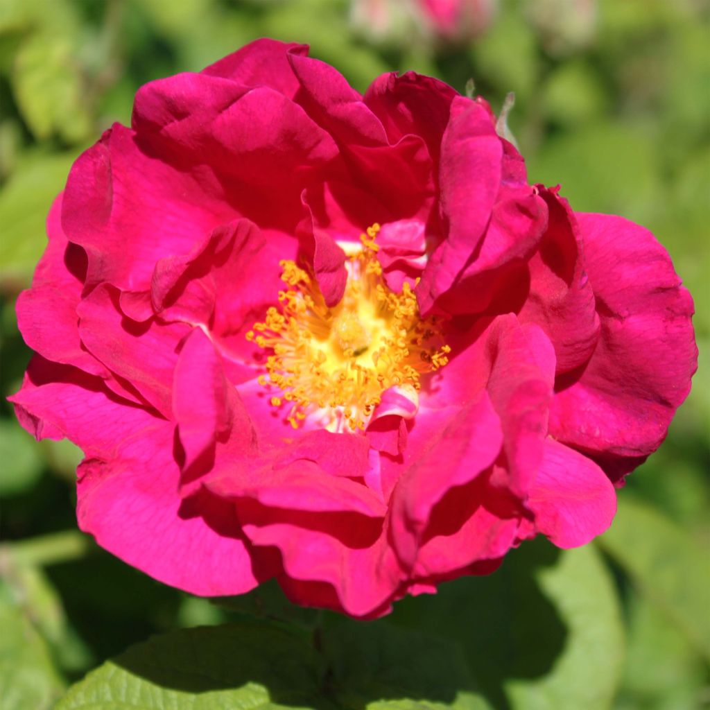 Vanha ruusu Officinalis luomu