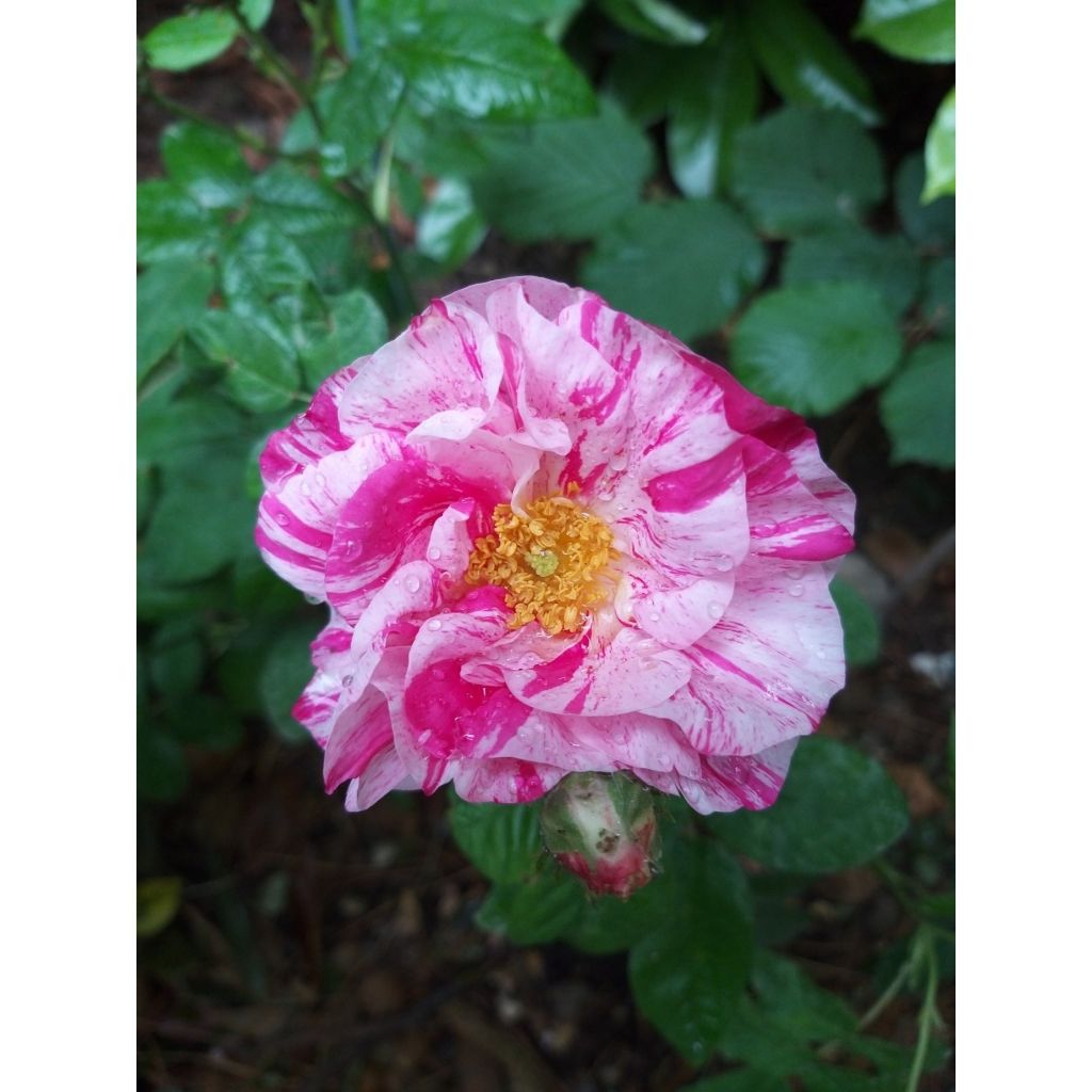 Vanha ruusu Versicolor (Rosa mundi)