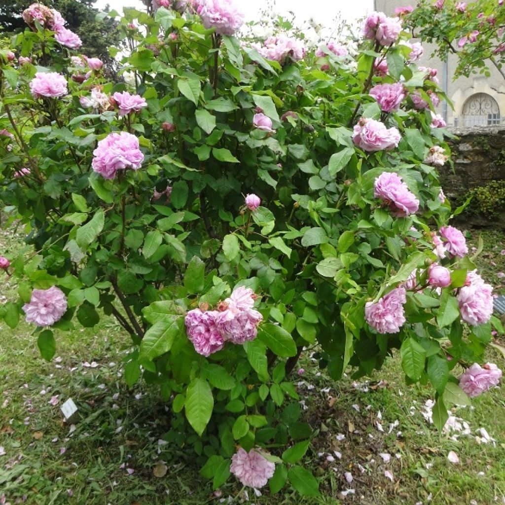 Vanha ruusu Jacques Cartier