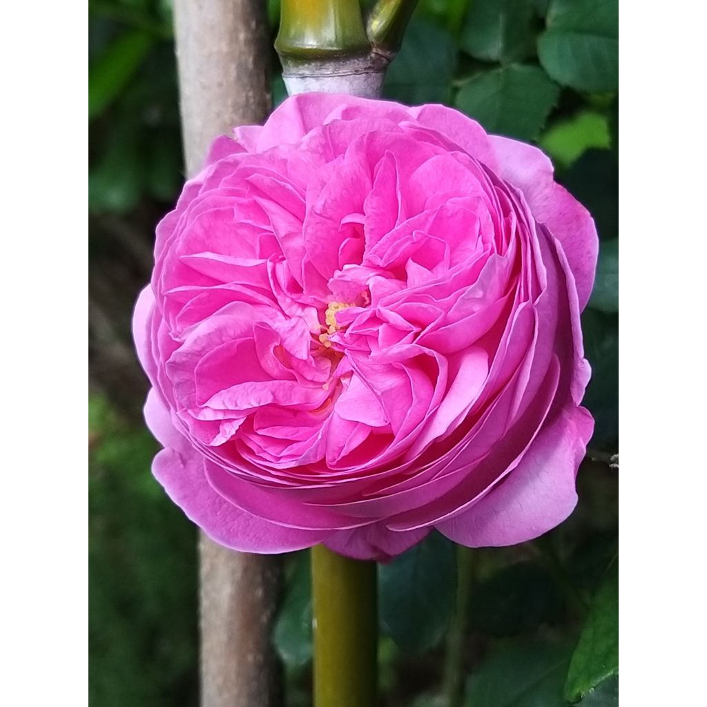 Vanha ruusu Louise Odier