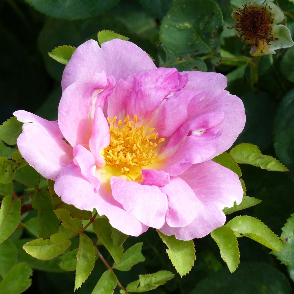 Vanha ruusu Marguerite Hilling