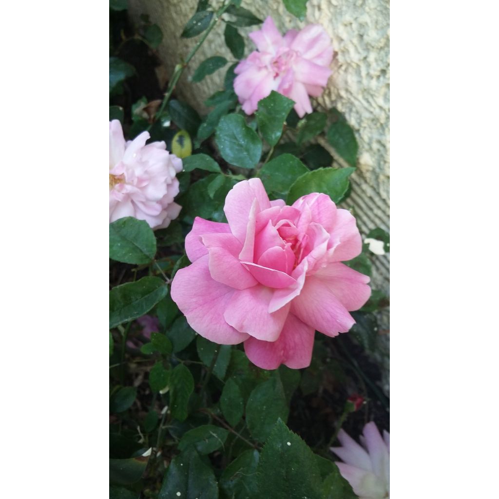 Vanha ruusu Old Blush (Pink China Parsons)