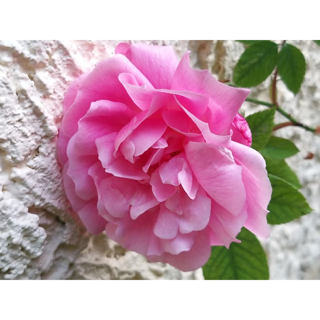 Vanha ruusu Old Blush (Pink China Parsons)