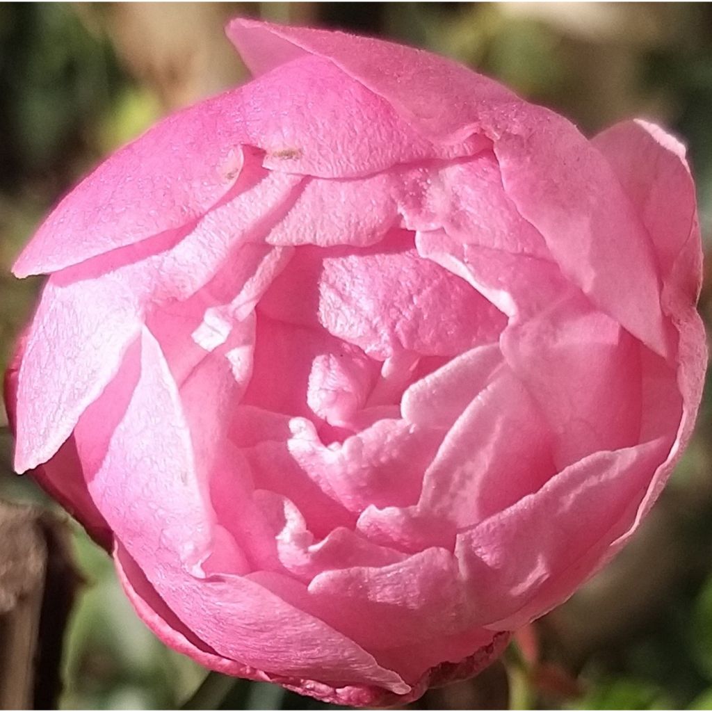 Vanha ruusu Old Blush (Pink China Parsons)