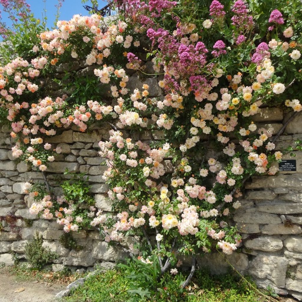 Vanha ruusu Phyllis Bide