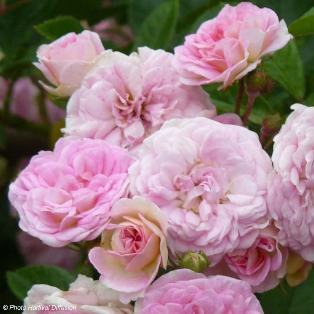 Vanha ruusu Pink Ghislaine de Féligonde