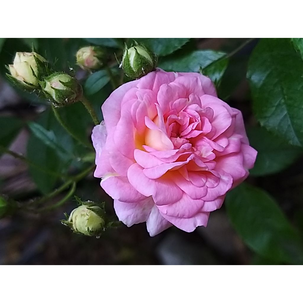 Vanha ruusu Pink Ghislaine de Féligonde