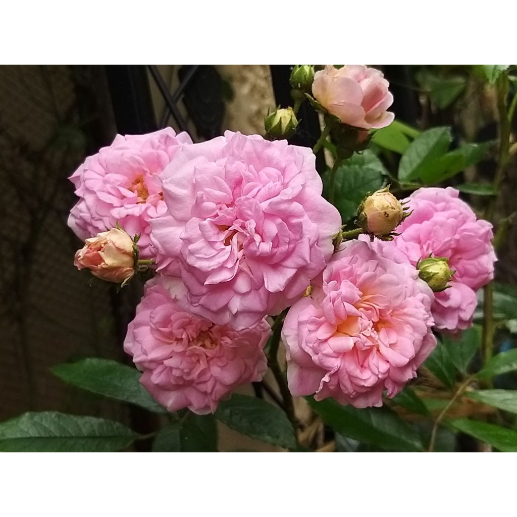 Vanha ruusu Pink Ghislaine de Féligonde