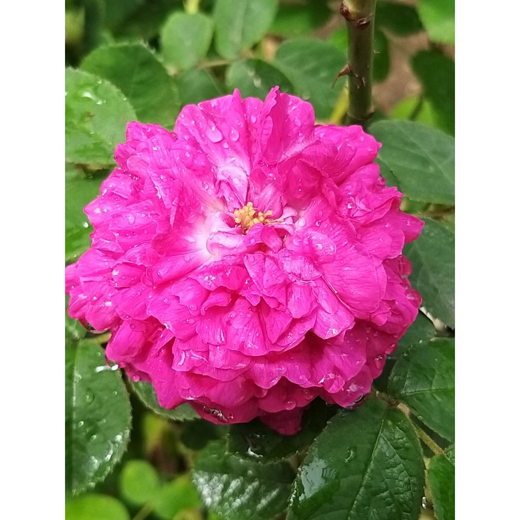 Vanha ruusu Rose de Rescht