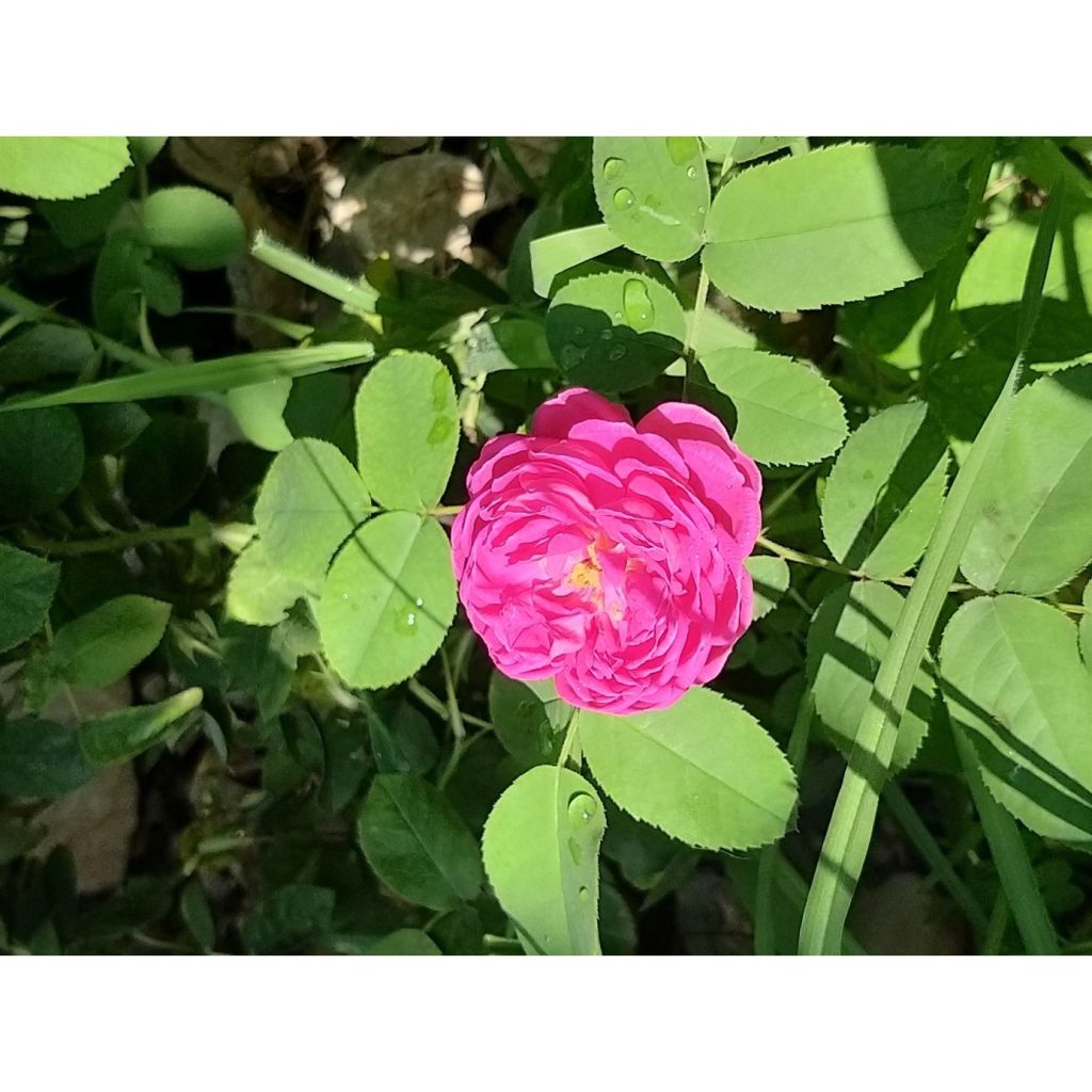Vanha ruusu Rose de Rescht