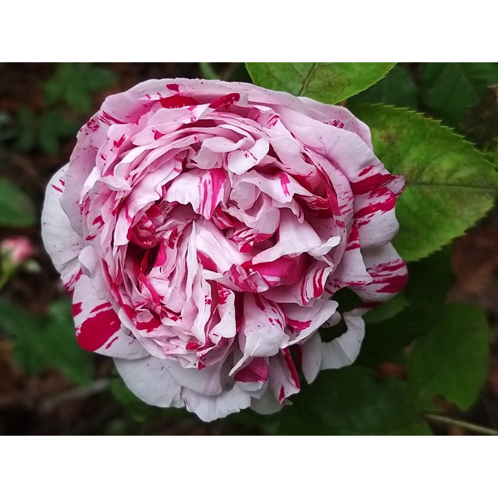 Vanha ruusu Variegata di Bologna