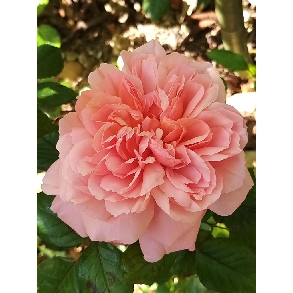 Englantilainen pensasruusu Rose de Cornouaille Harhandy