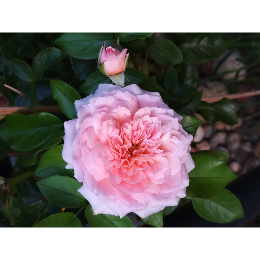 Englantilainen pensasruusu Rose de Cornouaille Harhandy