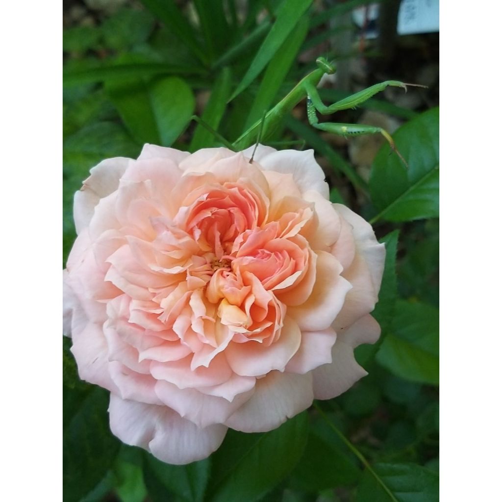 Englantilainen pensasruusu Rose de Cornouaille Harhandy