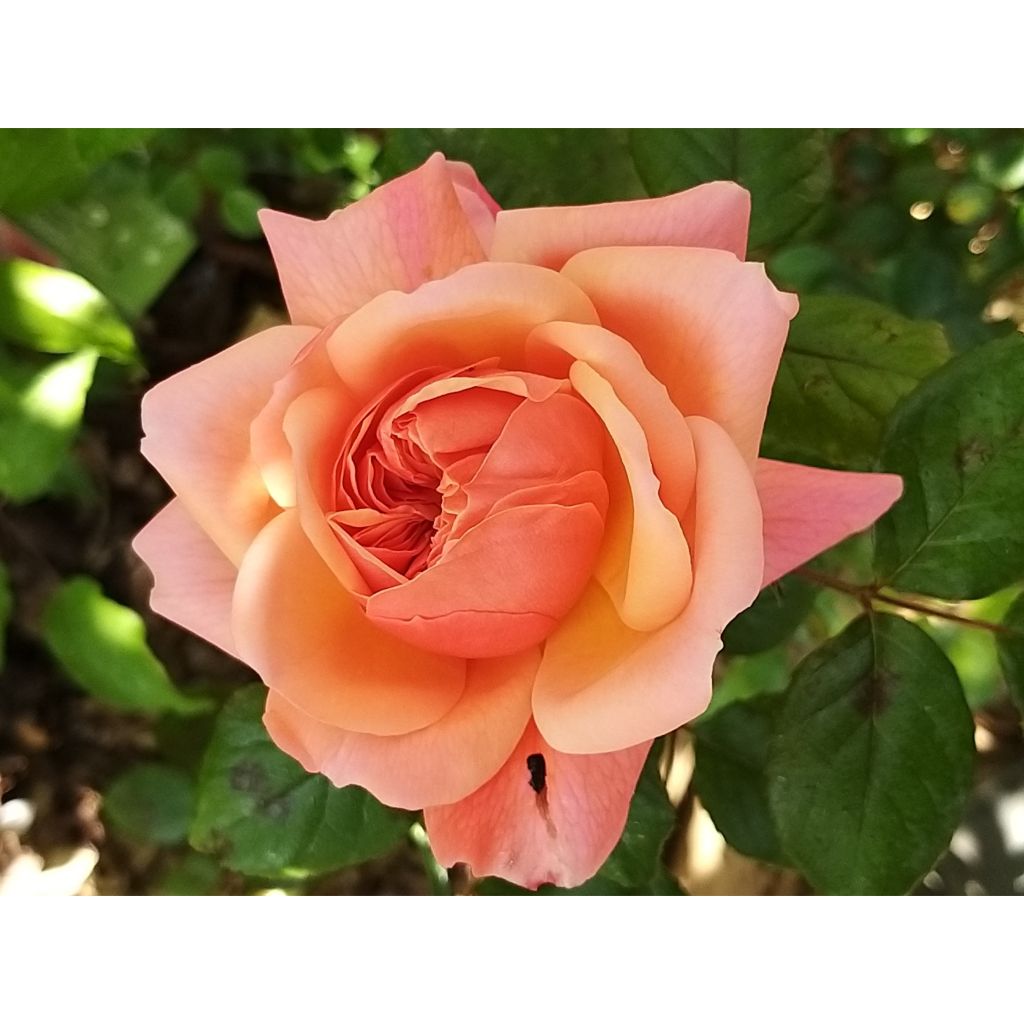 Englantilainen pensasruusu Rose de Cornouaille Harhandy