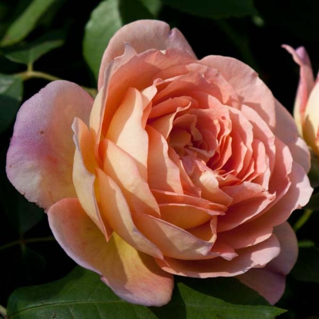 Austinruusu Lady of Shalott