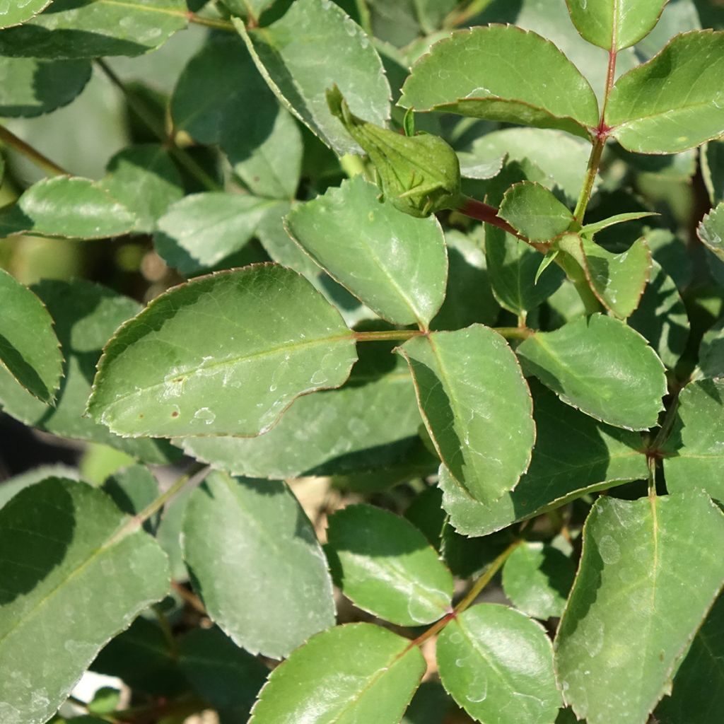 Pensasruusu White MEILLANDECOR