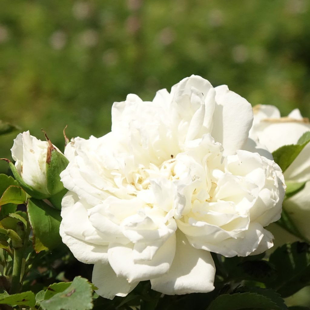 Pensasruusu White MEILLANDECOR