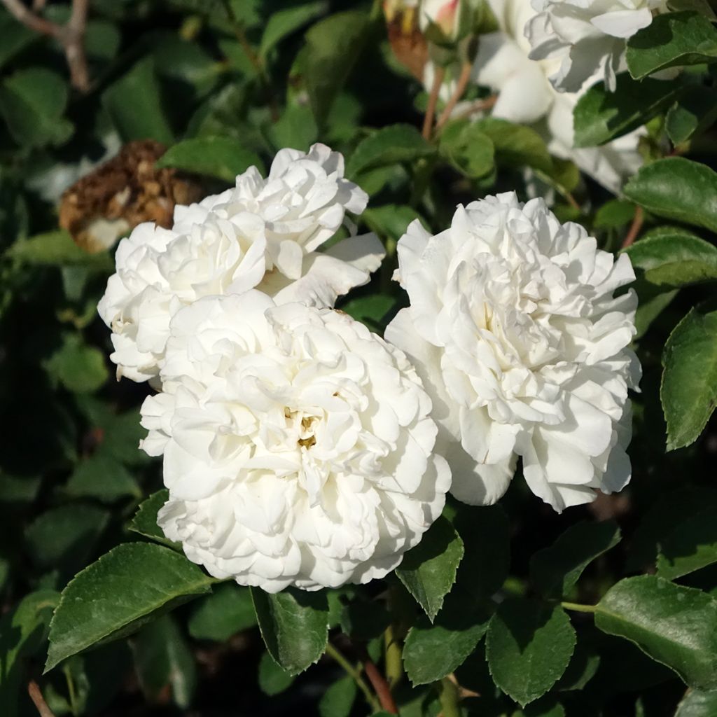 Pensasruusu White MEILLANDECOR