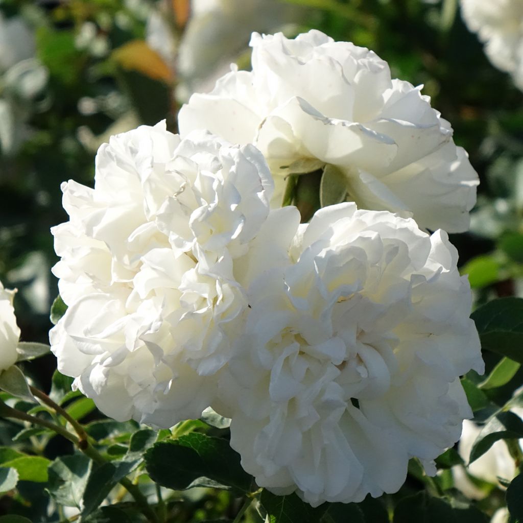 Pensasruusu White MEILLANDECOR