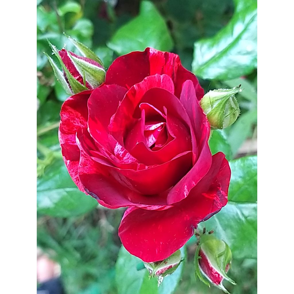 Pensasruusu La Reine de la Nuit