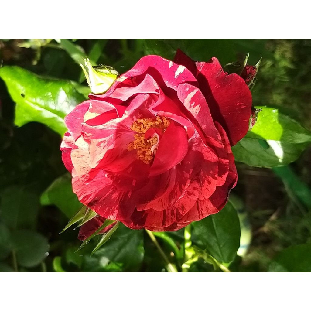 Pensasruusu La Reine de la Nuit