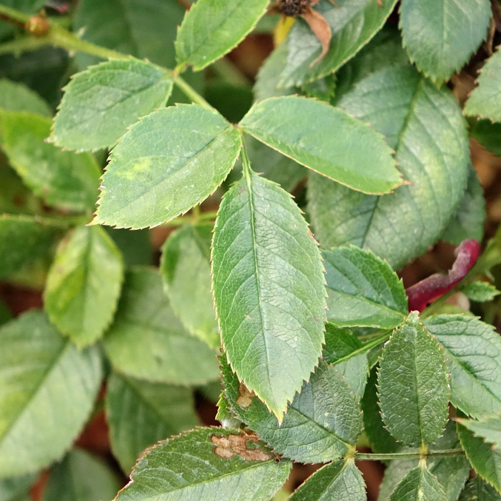 Pensasruusu Rosy Boom Colour Change