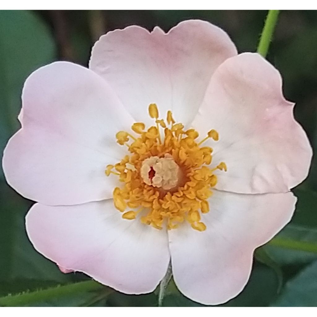 Pensasruusu Rosy Cushion