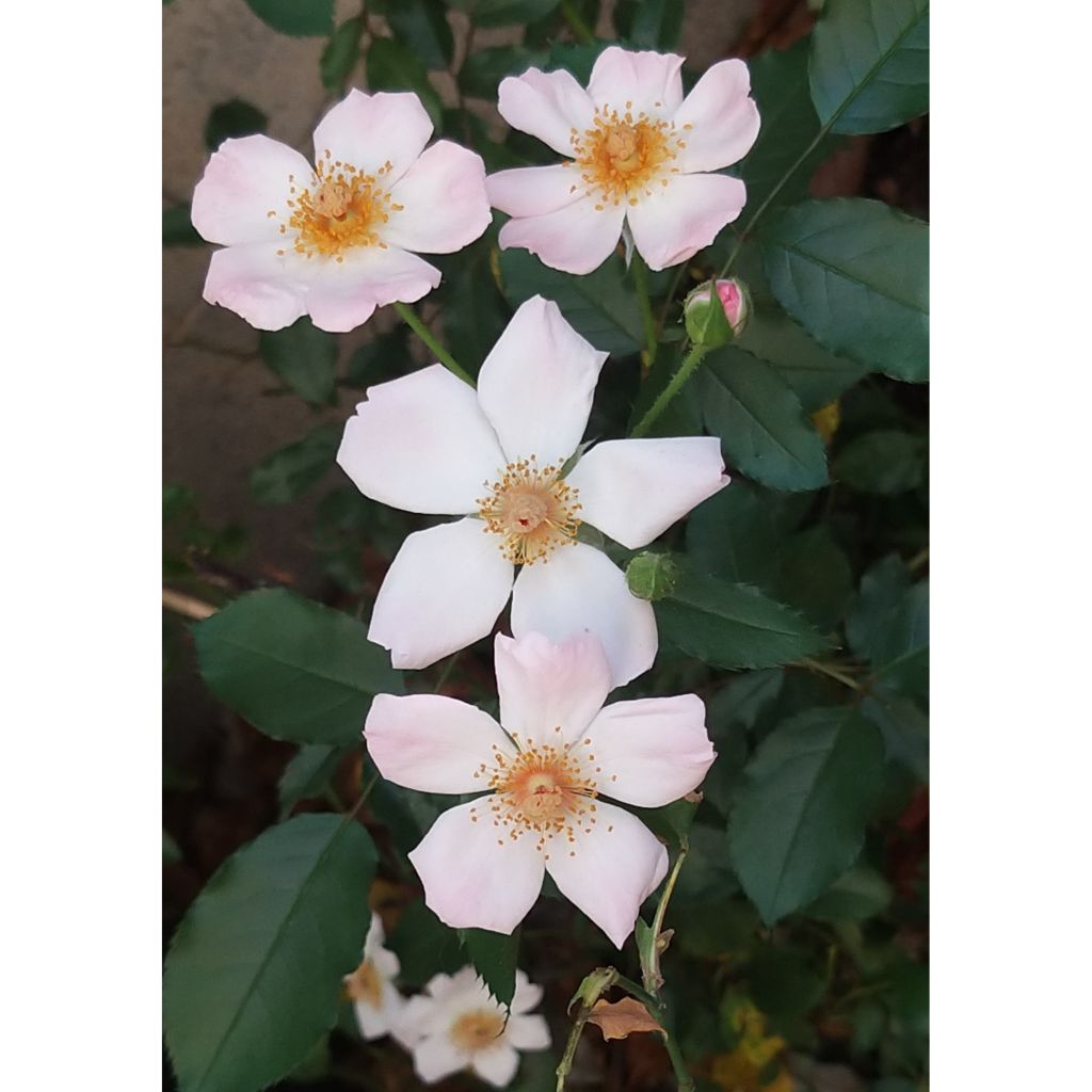 Pensasruusu Rosy Cushion
