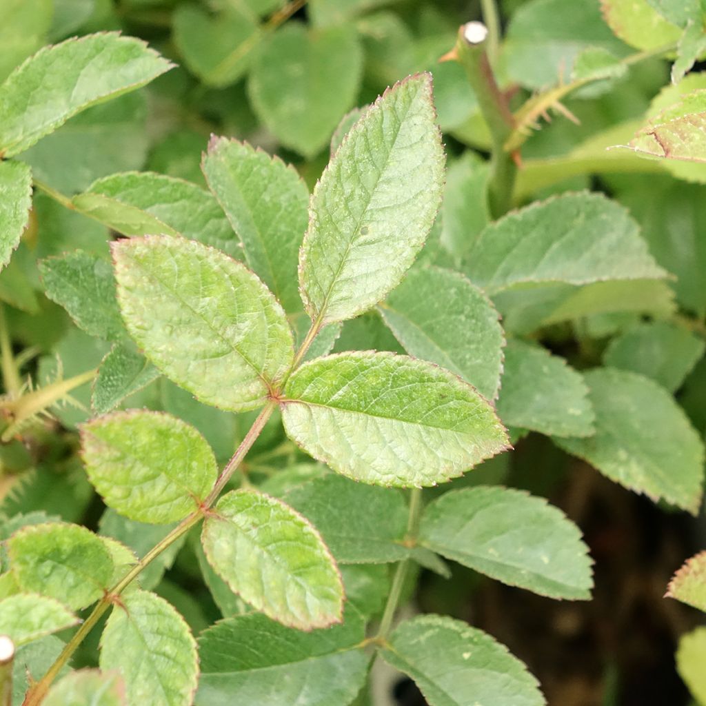 Pensasruusu Rosy Purple