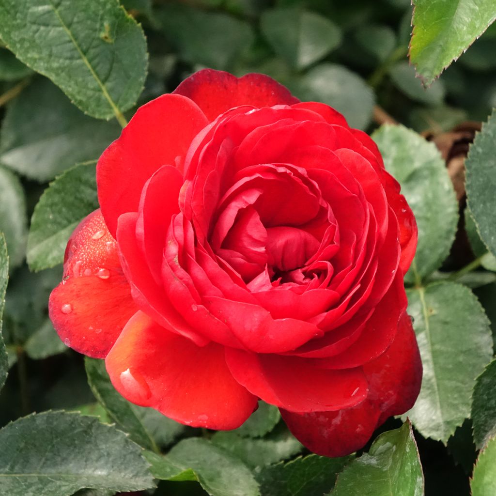 Pensasruusu Scarlet Bonica