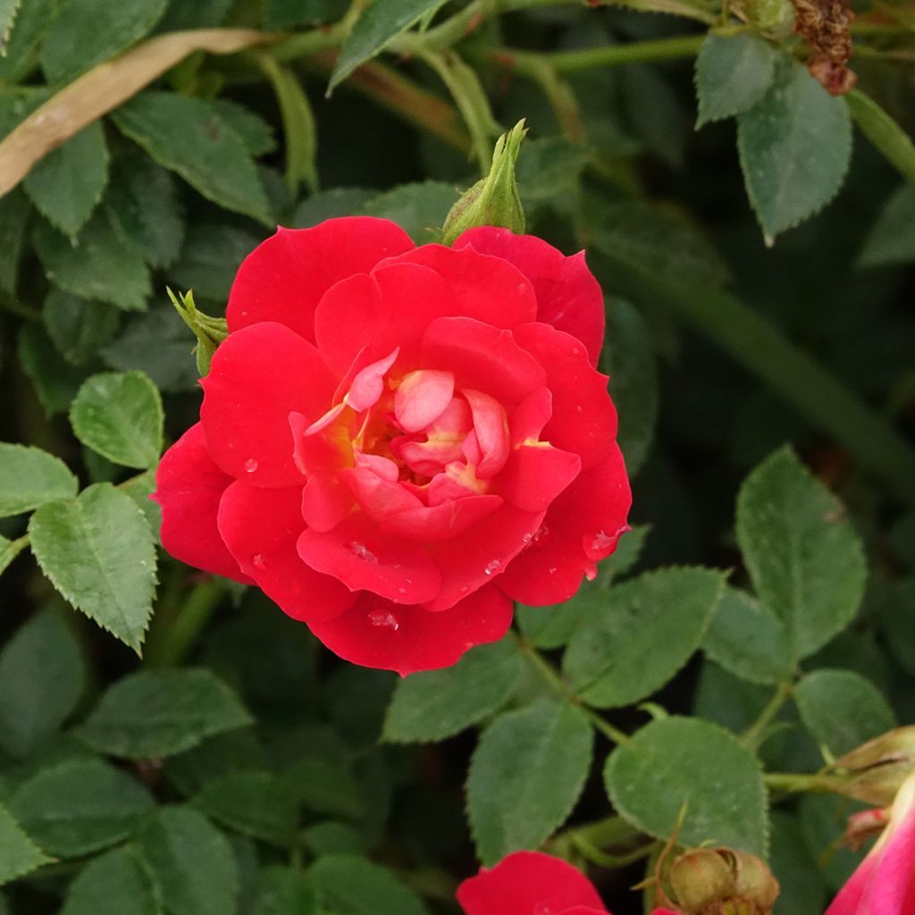Polyantharuusu Bee's Paradise Light Red