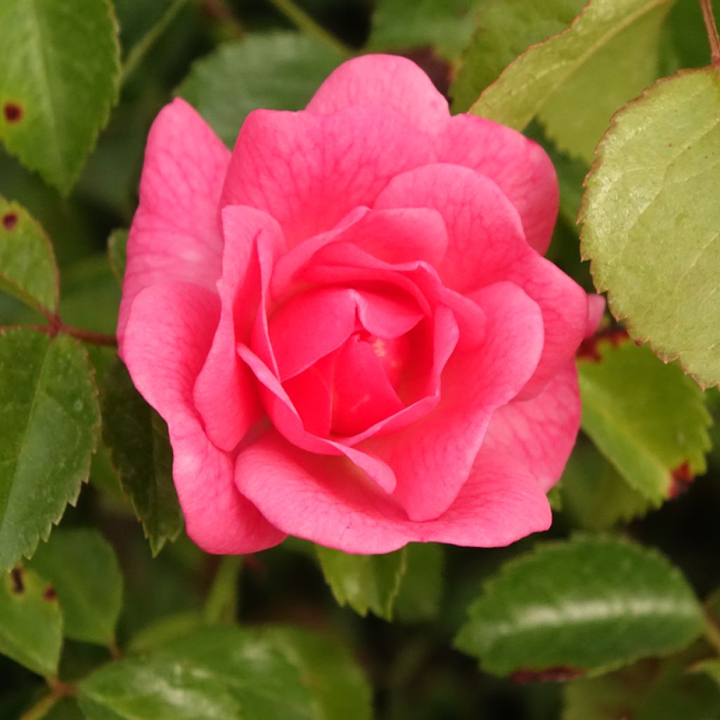 Polyantharuusu Bees Paradise Pink