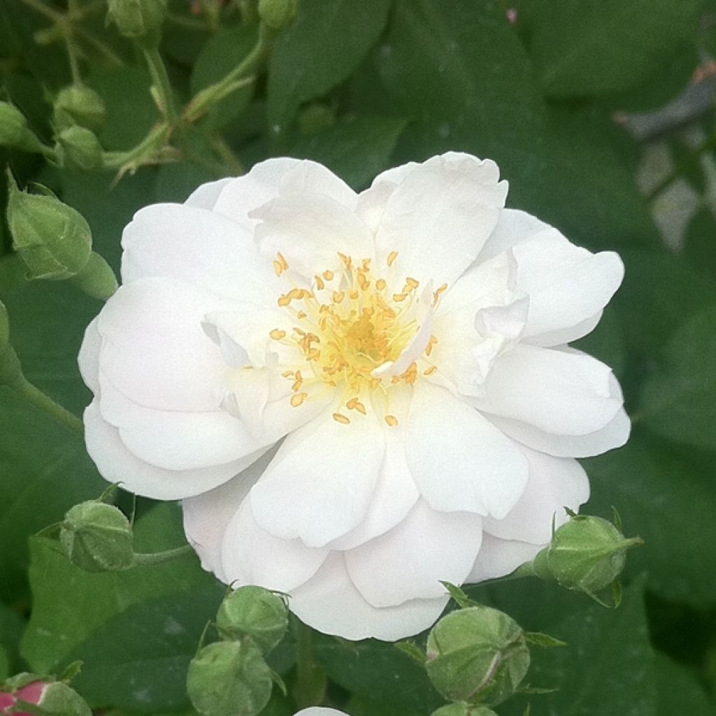 Köynnösruusu Blush Noisette