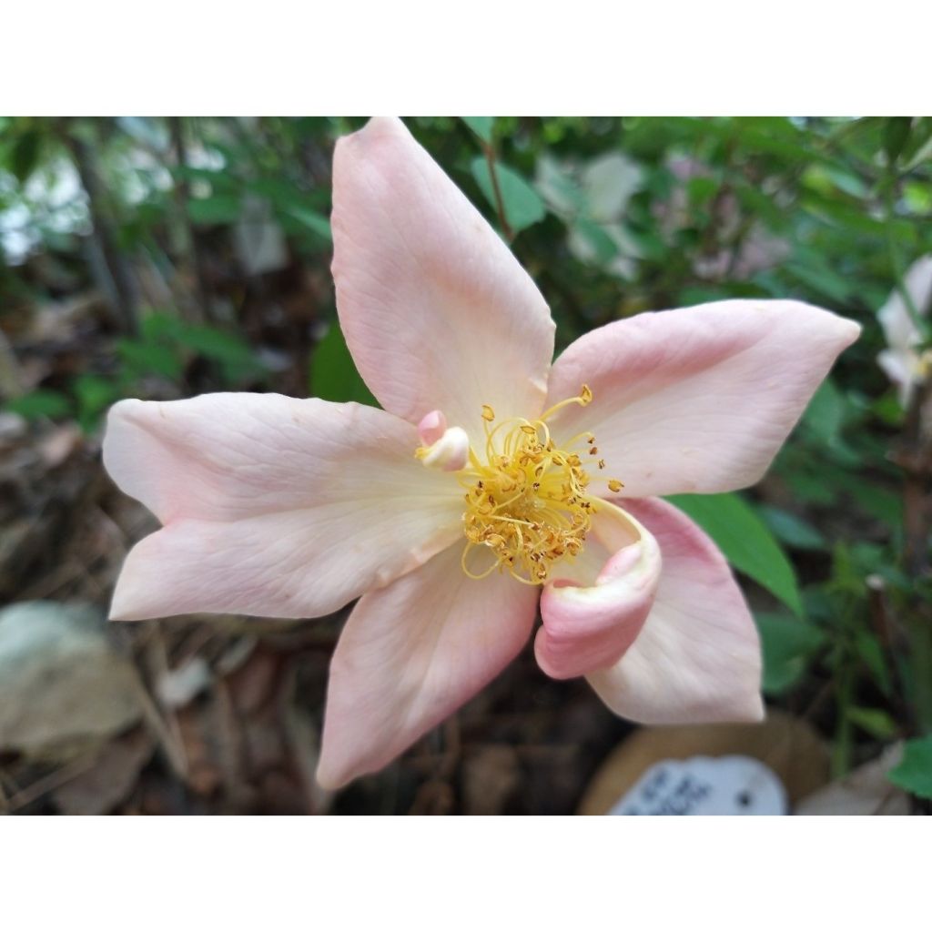 Lajiruusu Mutabilis