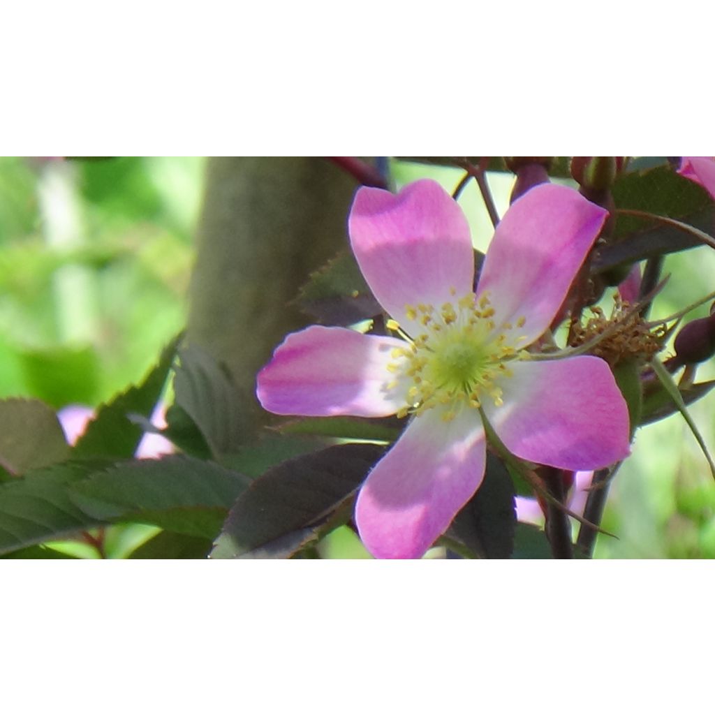 Punalehtiruusu - Rosa glauca