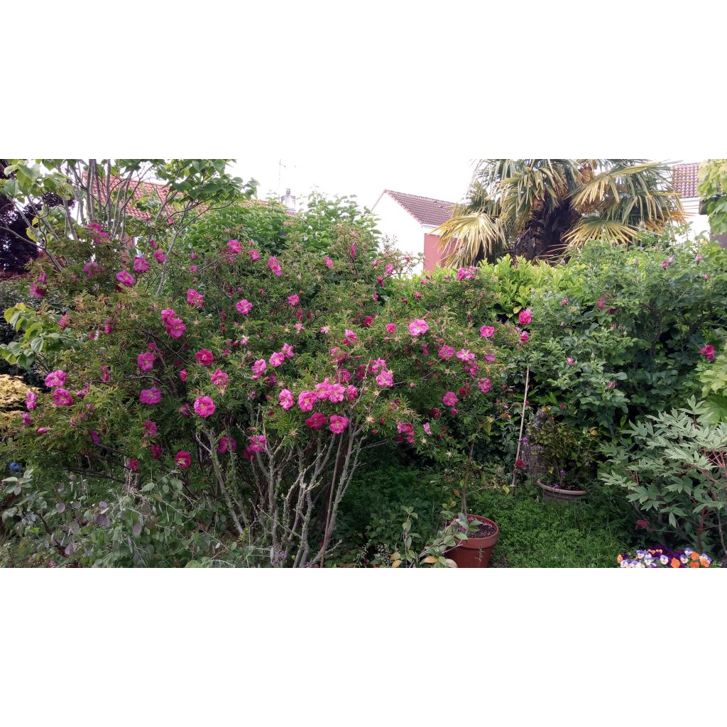 Nukkeruusu - Rosa nitida