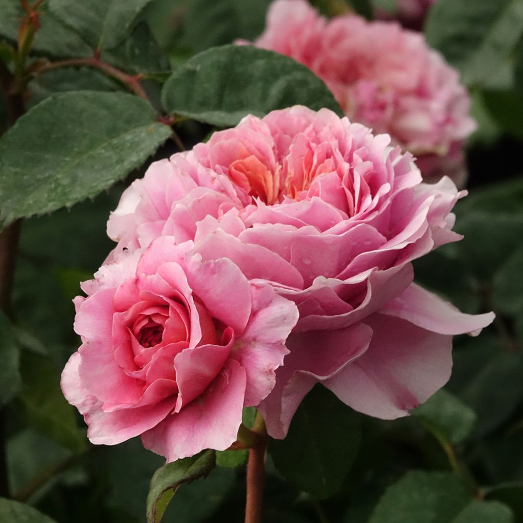 Polyantharuusu Nostalgic Rose