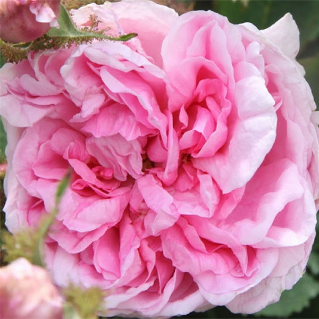 Vanha ruusu luomu - Rosa x centifolia