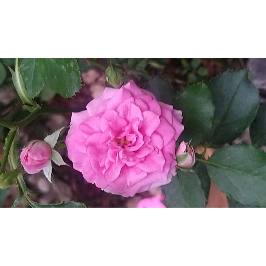 Maanpeiteruusu Rigo Rosen Amica