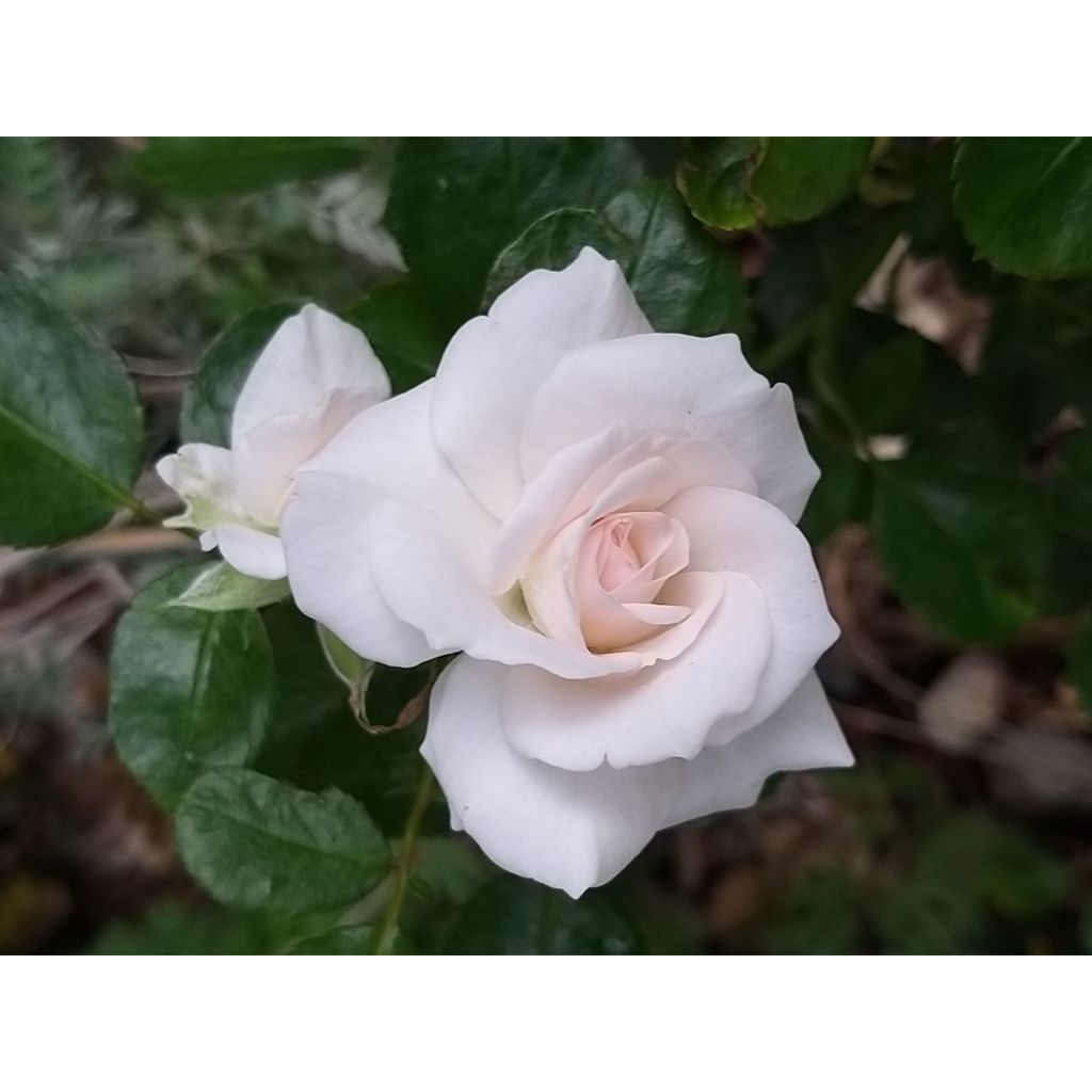 Maanpeiteruusu Aspirin Rose