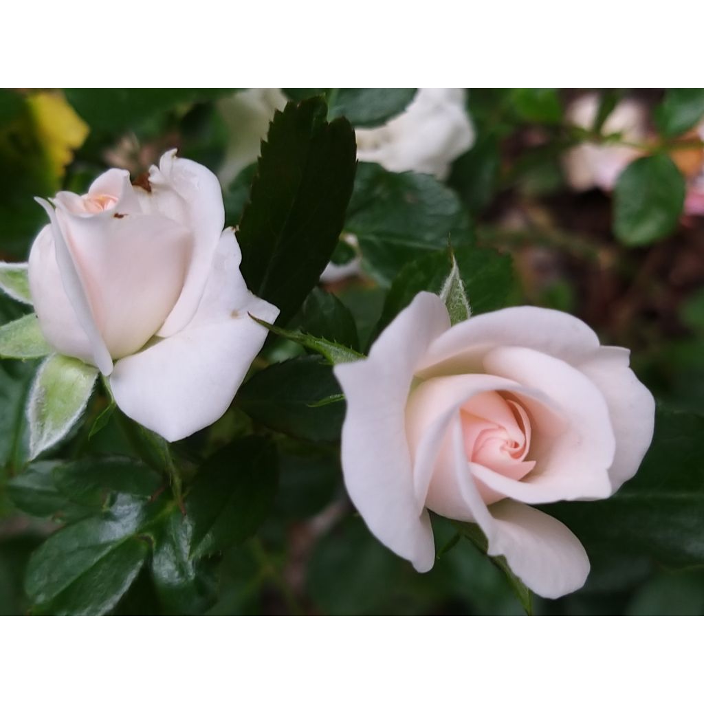 Maanpeiteruusu Aspirin Rose