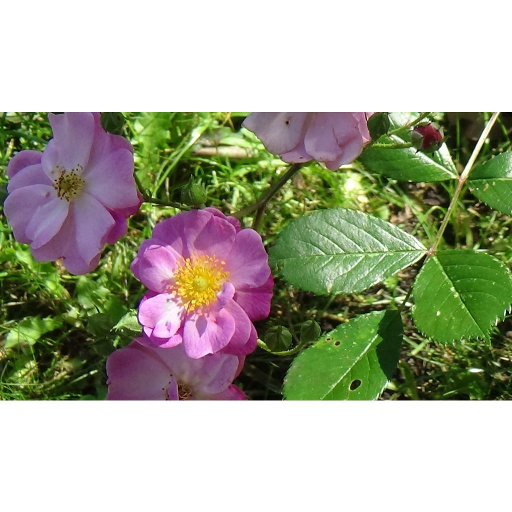 Pensasruusu Lavender Dream