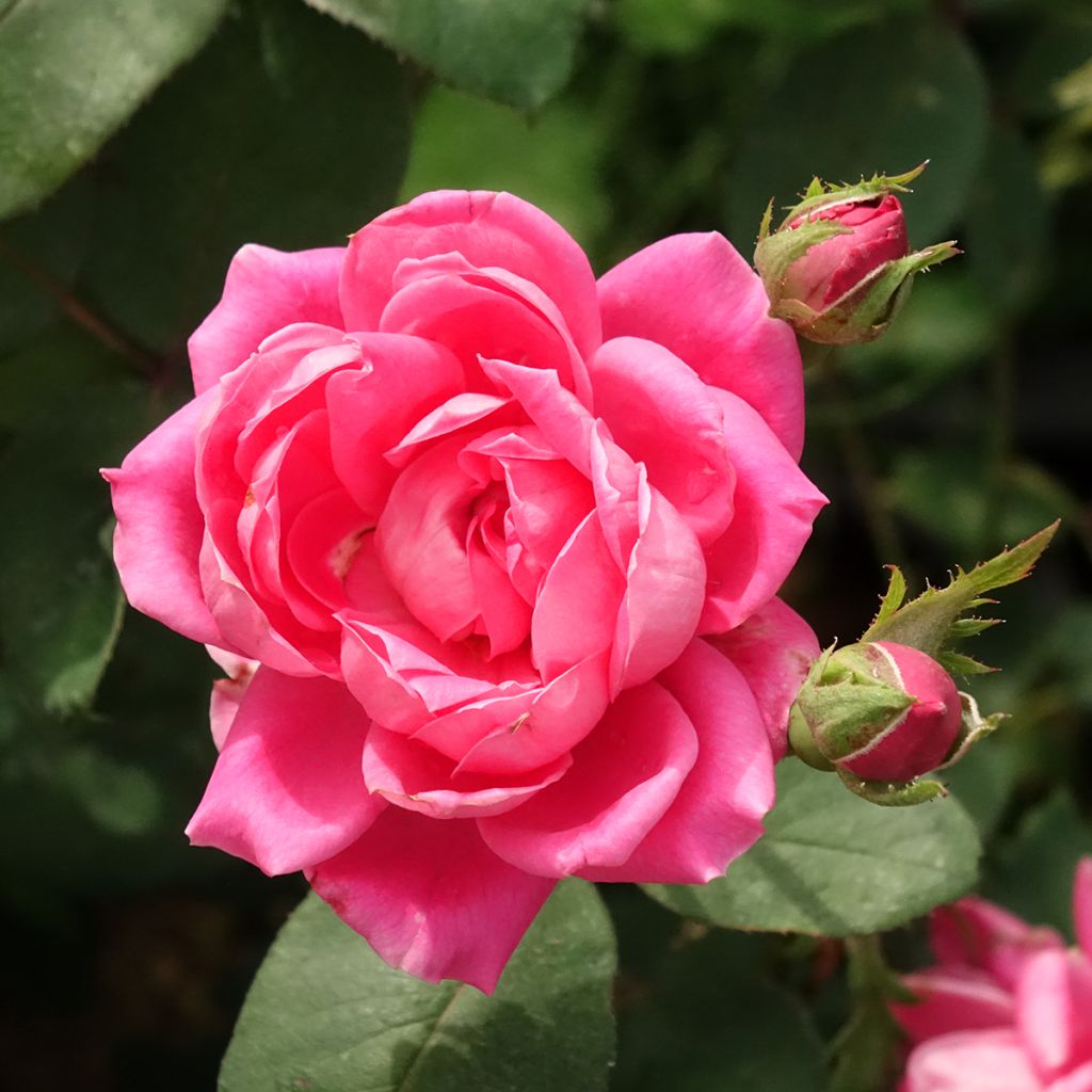 Maanpeiteruusu Pink Double Knock OUT
