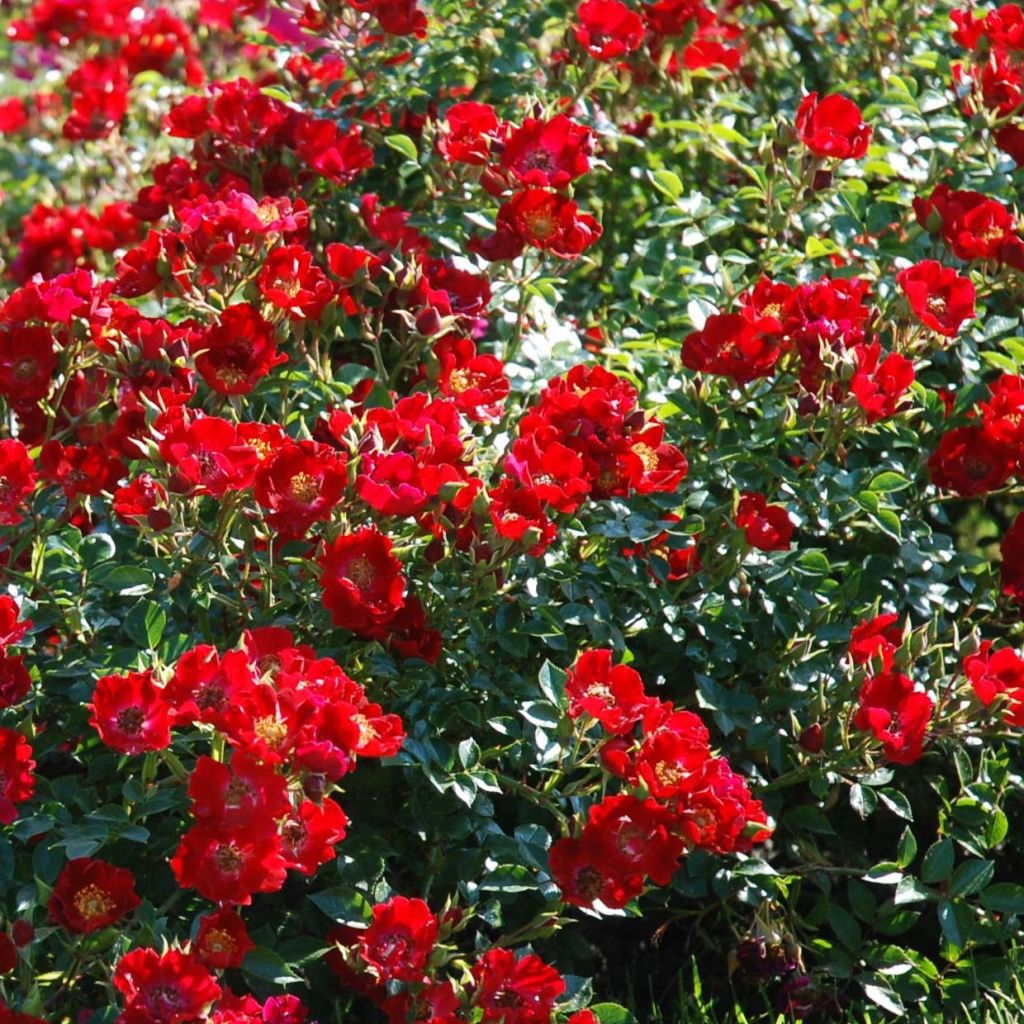 Maanpeiteruusu Rouge Cascade 'deltapirou