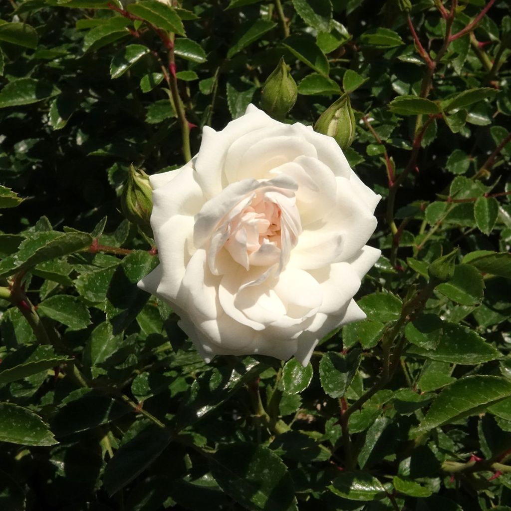 Maanpeiteruusu Sea Foam