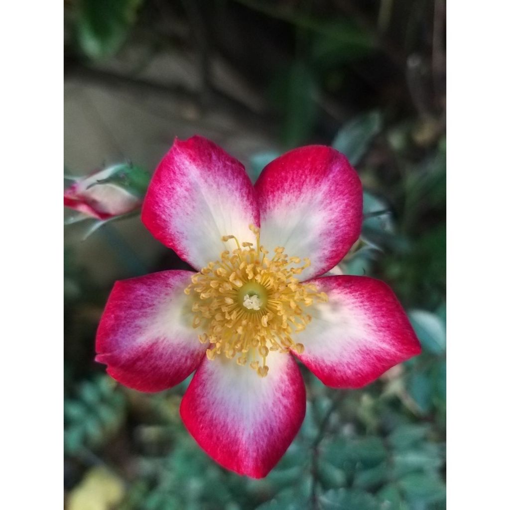 Maanpeiteruusu Star Profusion Horcoexist